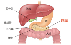 No.29　膵臓の病気とくすり【図1】 